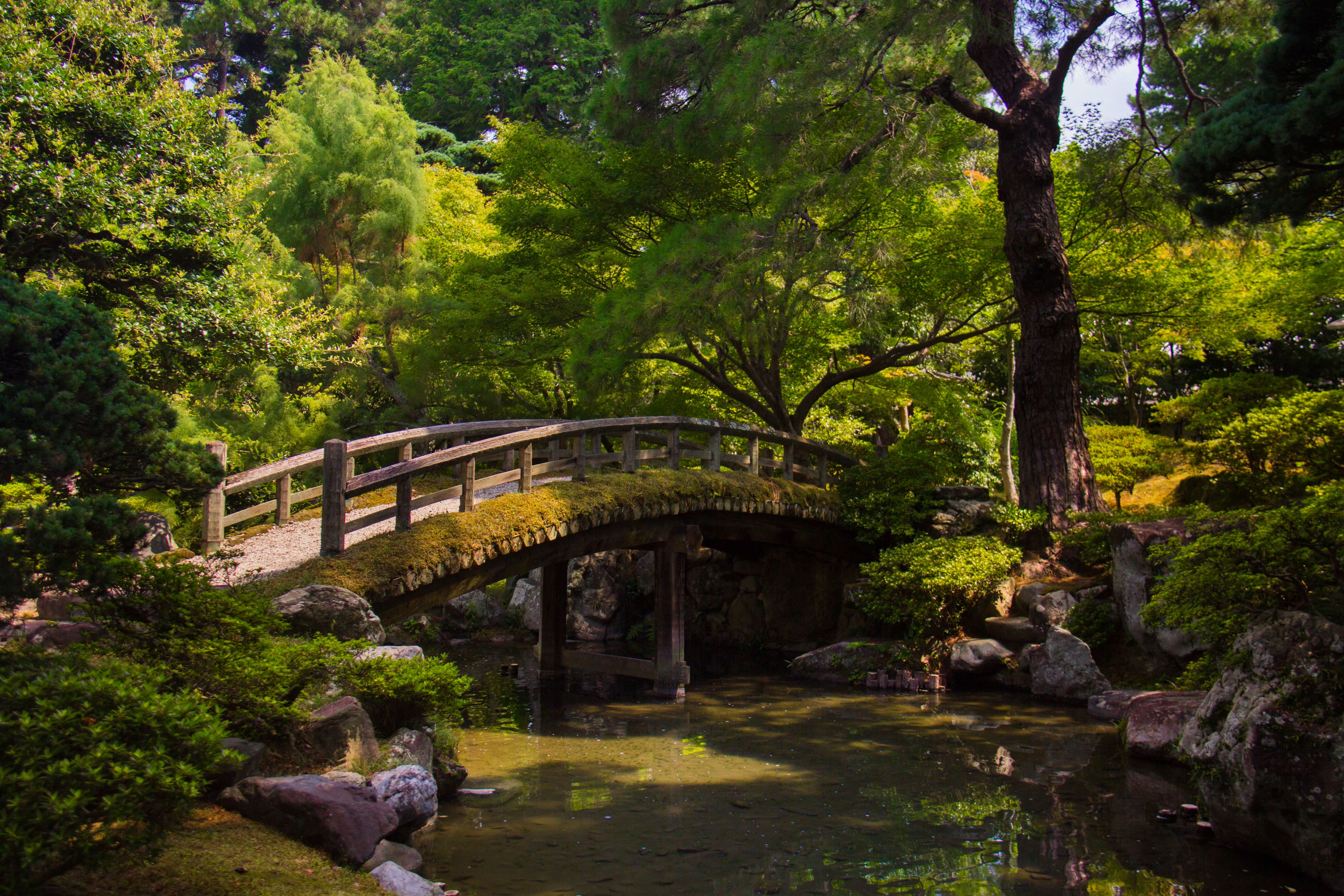 puente en un bosque