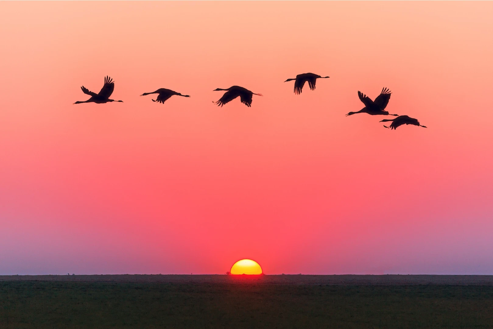 pajaros volando al atardecer